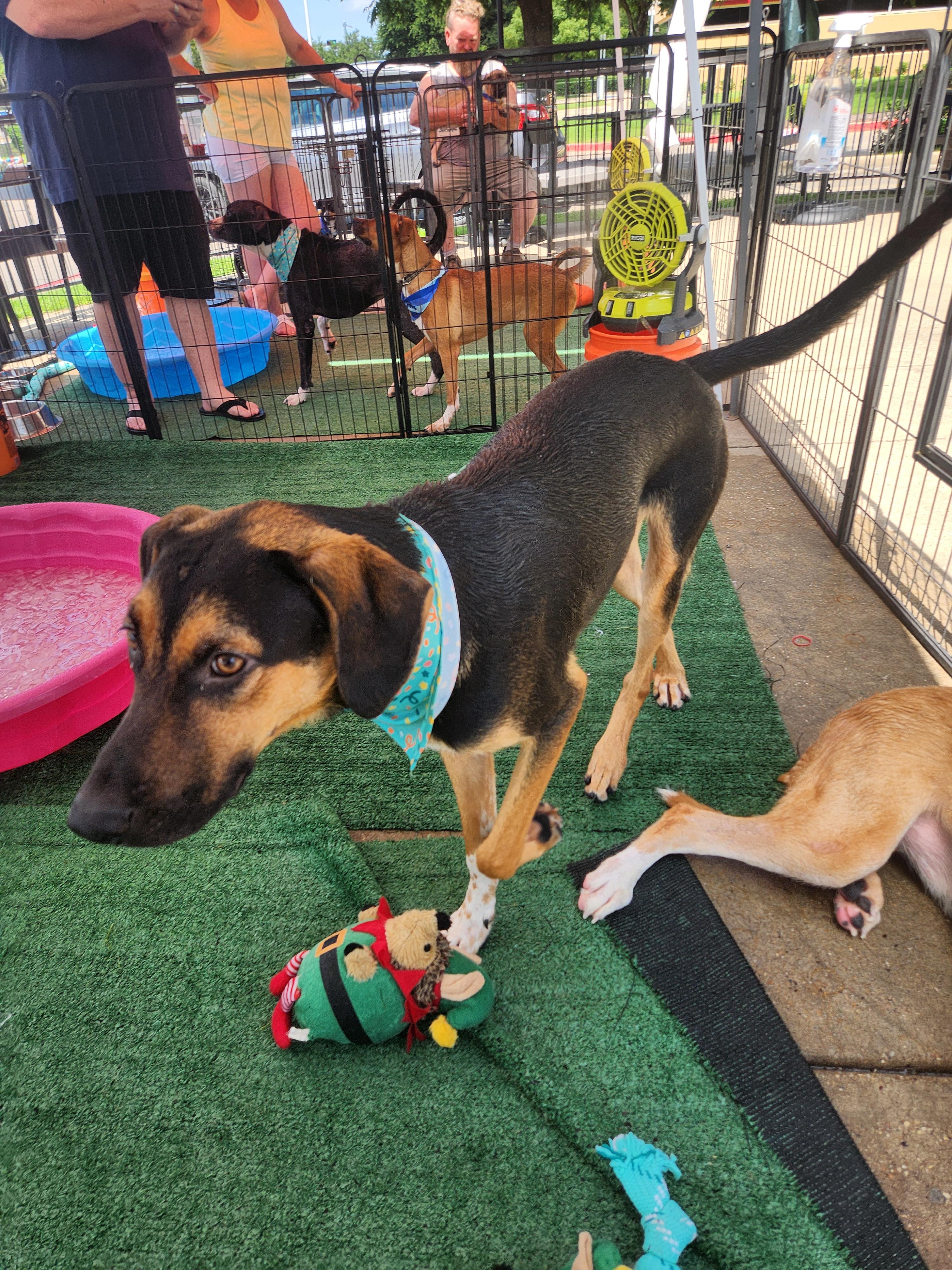 Enlarge HICKORY, a Adoptable mixed breed in ROWLETT, TX image 1/5