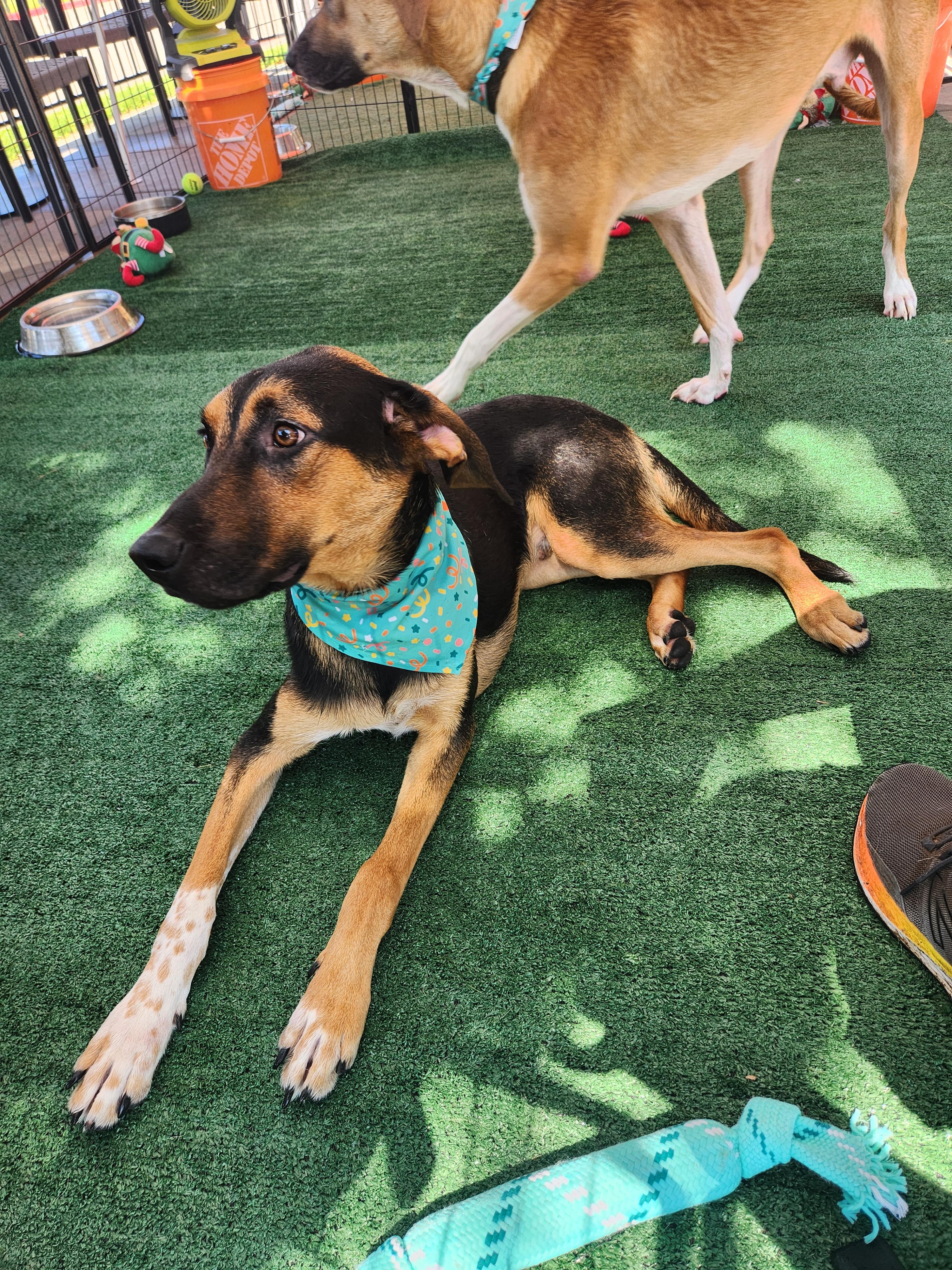 Enlarge HICKORY, a Adoptable mixed breed in ROWLETT, TX image 2/5