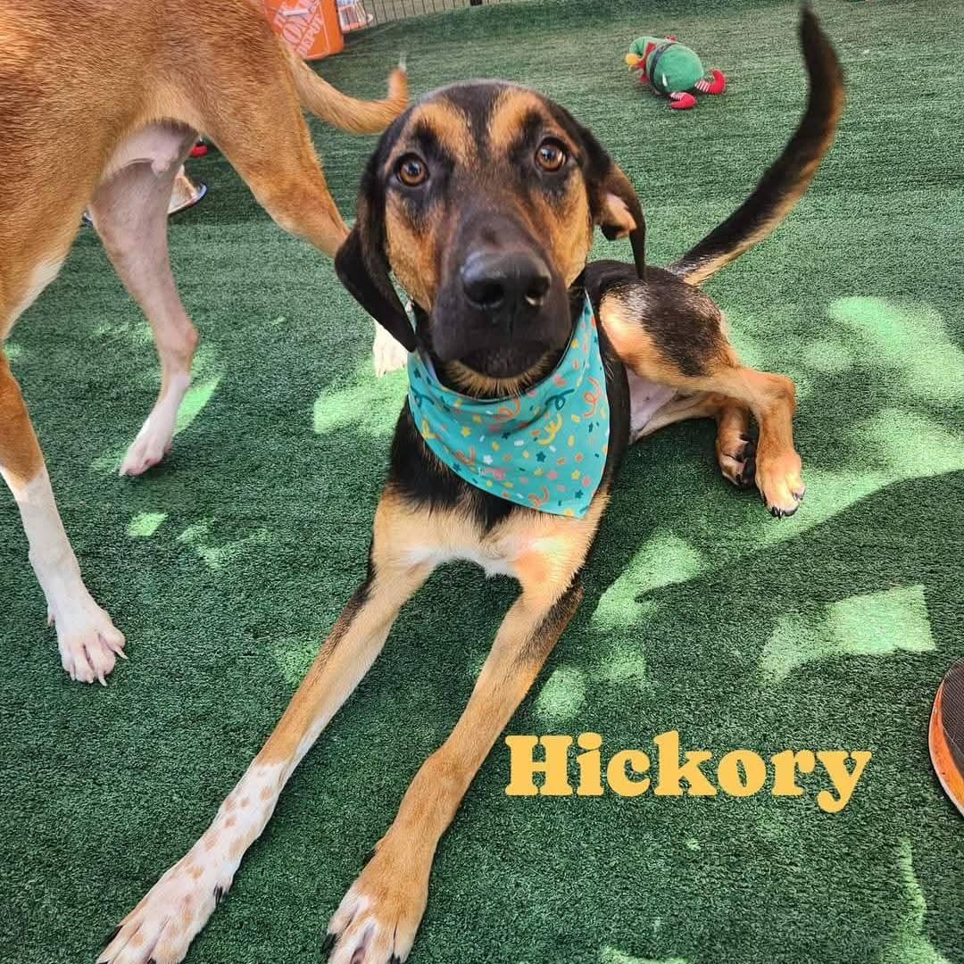Enlarge HICKORY, a Adoptable mixed breed in ROWLETT, TX image 3/5