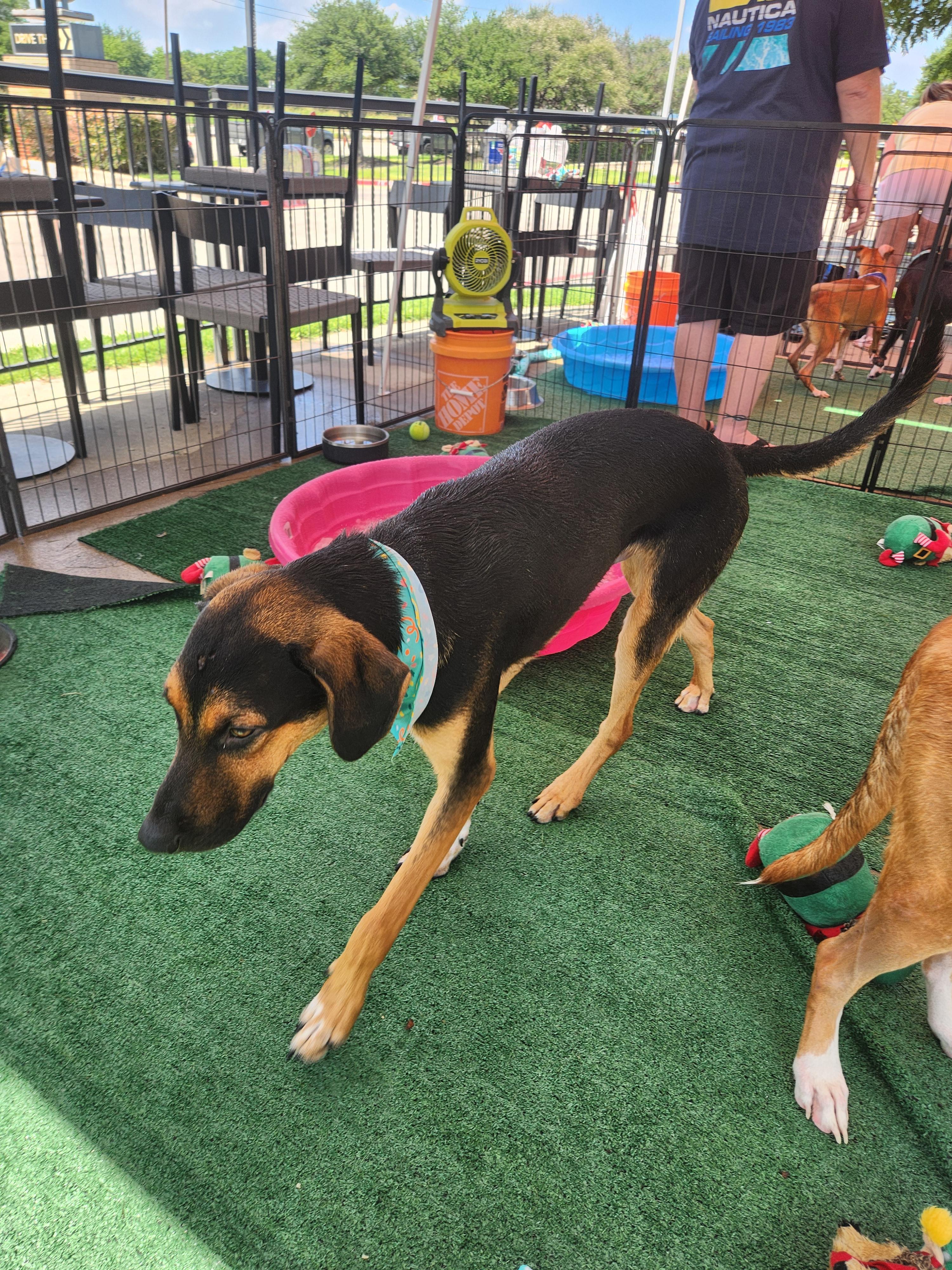 Enlarge HICKORY, a Adoptable mixed breed in ROWLETT, TX image 4/5