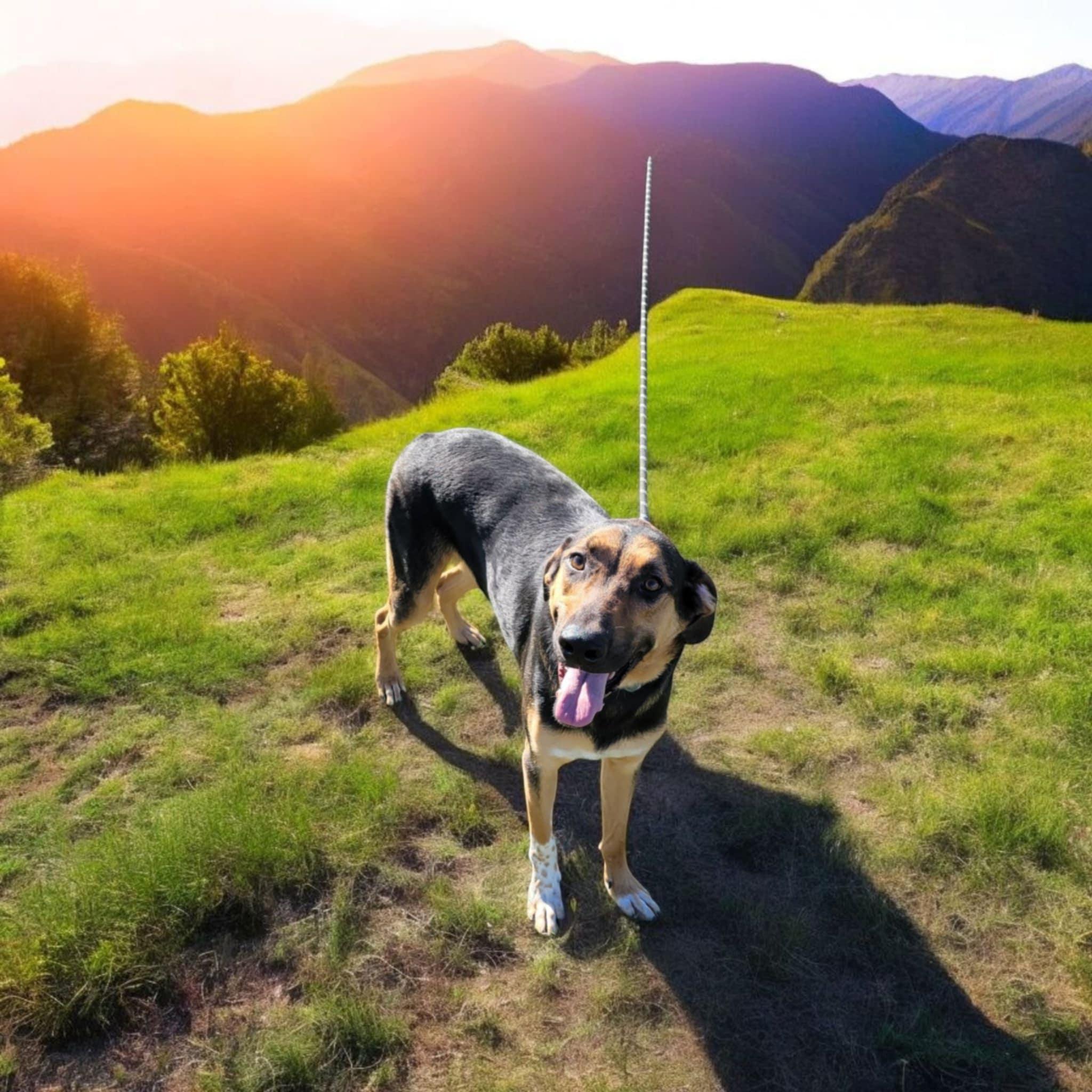 Enlarge HICKORY, a Adoptable mixed breed in ROWLETT, TX image 5/5