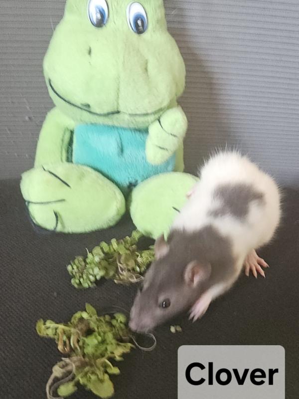 Enlarge Clover, Emerald & Riley (The Irish Lassies), an adopted Rat in Merrimack, NH image 2/3