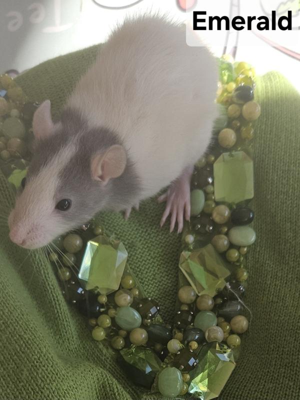 Clover, Emerald & Riley (The Irish Lassies), adopted, Baby Female Rat.