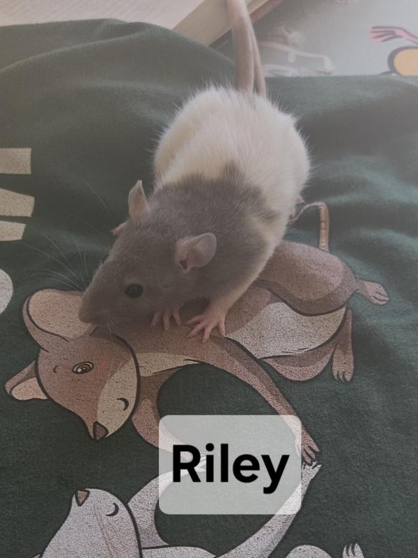 Enlarge Clover, Emerald & Riley (The Irish Lassies), an adopted Rat in Merrimack, NH image 3/3