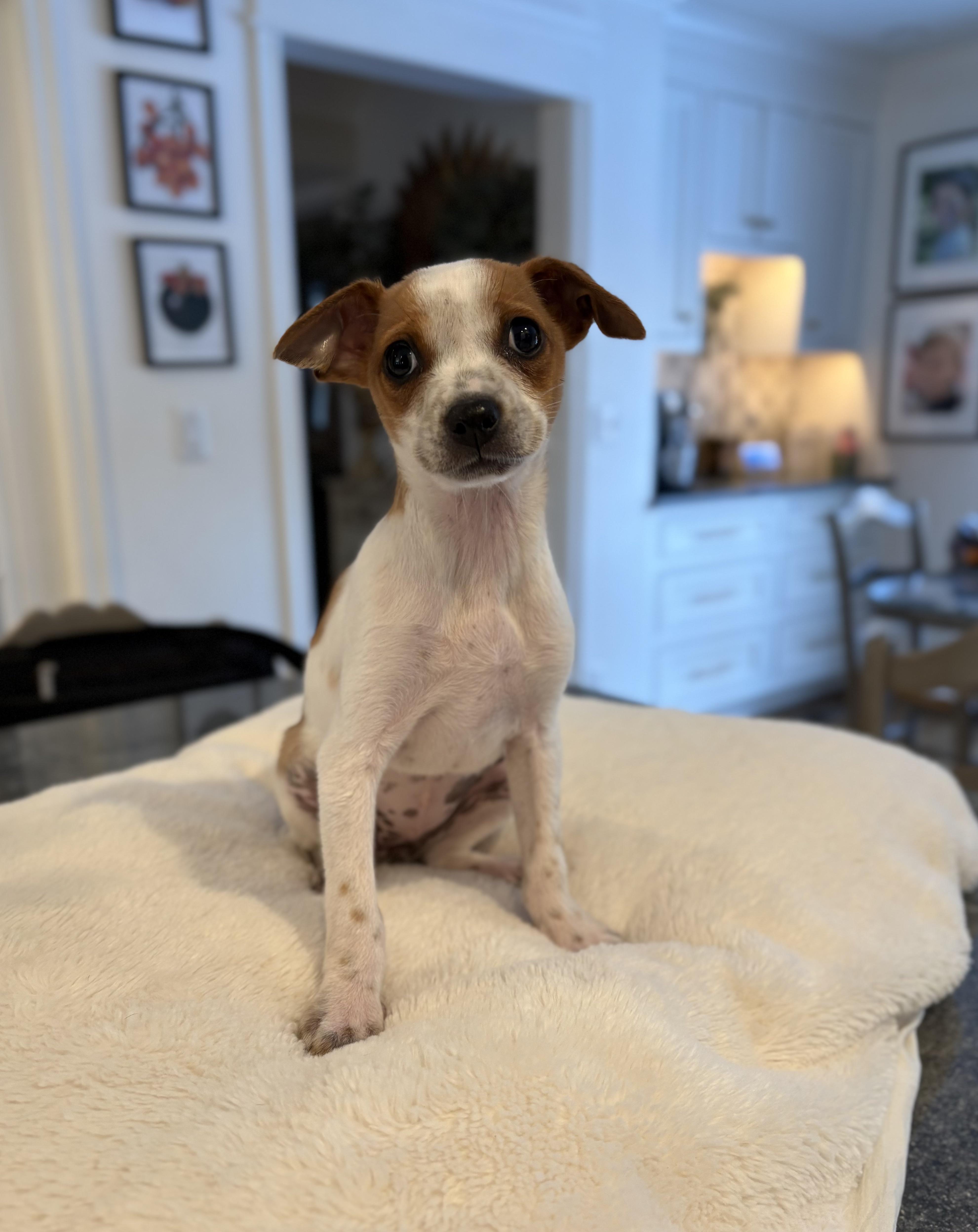 Enlarge BABE, an adopted mixed breed in Branford, CT image 2/2