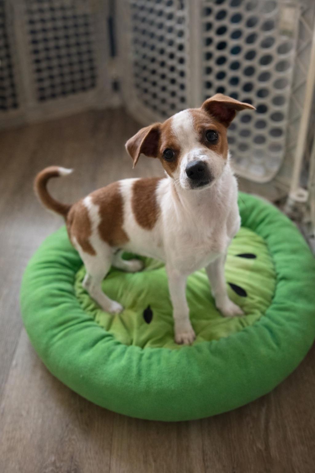 BABE, adopted, Puppy Female Chihuahua & Jack Russell Terrier.