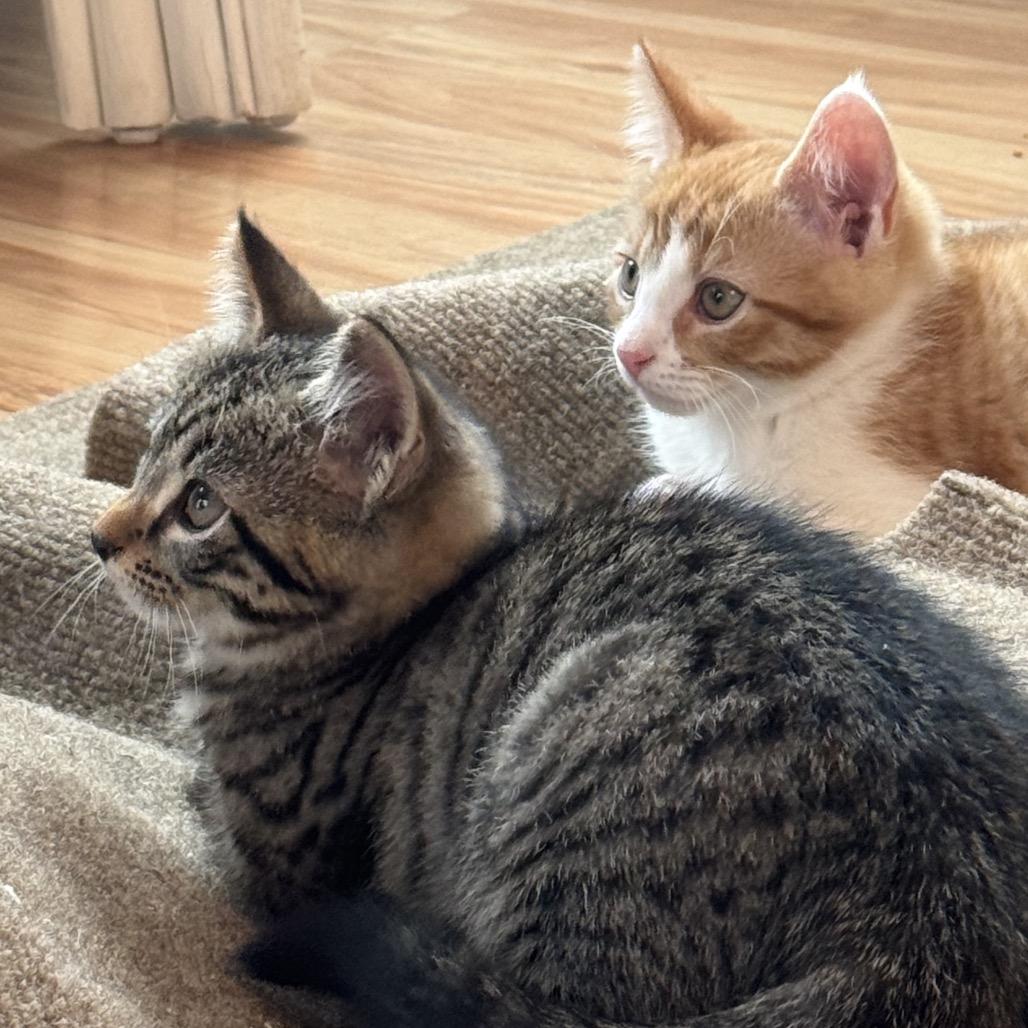 Thor, Adoptable, Kitten Male Domestic Short Hair.