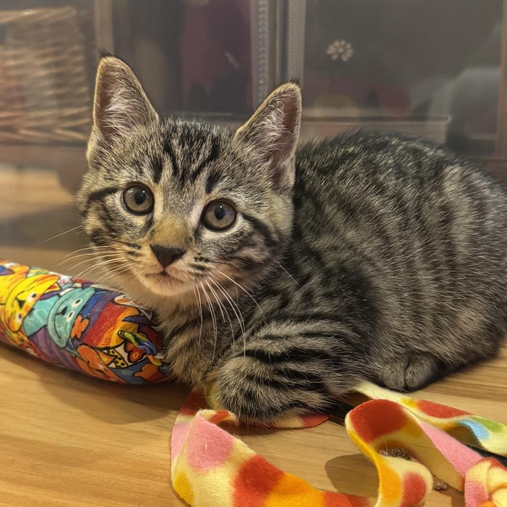 Enlarge Thor, a Adoptable Domestic Short Hair in Forest Hills, NY image 2/6