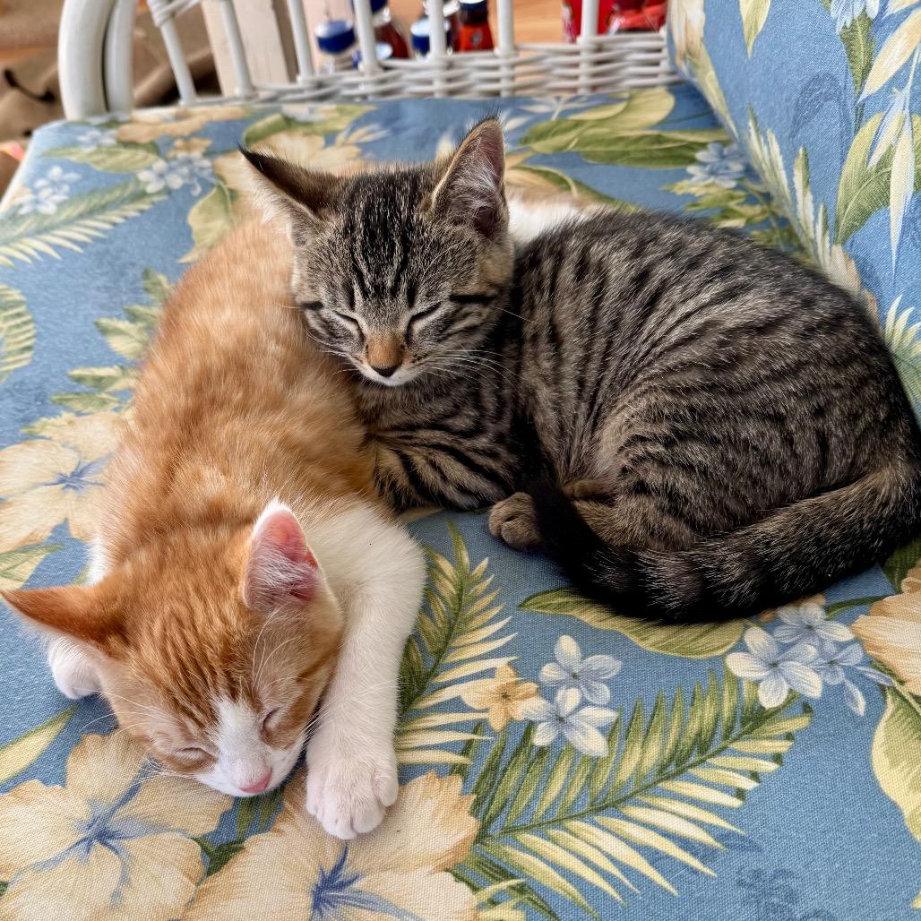 Enlarge Thor, a Adoptable Domestic Short Hair in Forest Hills, NY image 3/6