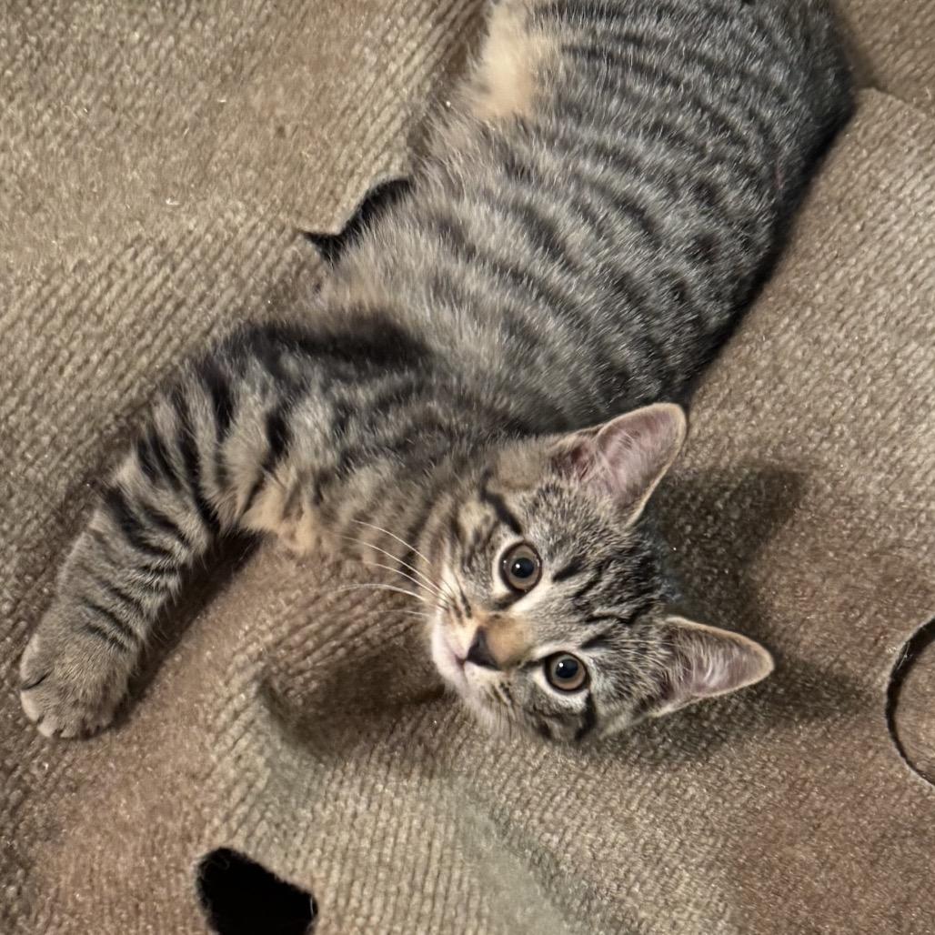 Enlarge Thor, a Adoptable Domestic Short Hair in Forest Hills, NY image 5/6