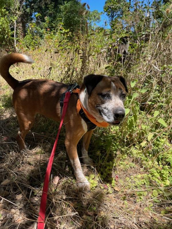Heinz, Adoptable, Senior Male Australian Cattle Dog / Blue Heeler & Labrador Retriever.