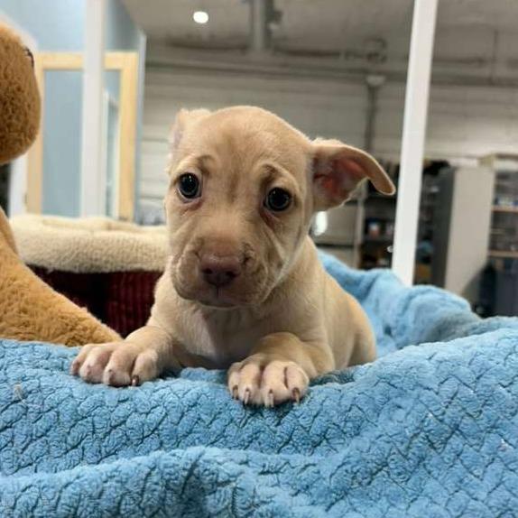 Enlarge Rapunzel, a Adoptable Labrador Retriever in Harlingen, TX image 1/4