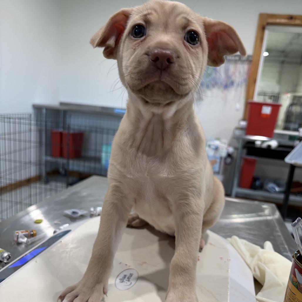 Enlarge Rapunzel, a Adoptable Labrador Retriever in Harlingen, TX image 2/4