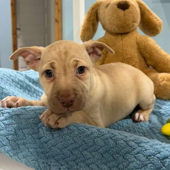 Enlarge Rapunzel, a Adoptable Labrador Retriever in Harlingen, TX image 4/4
