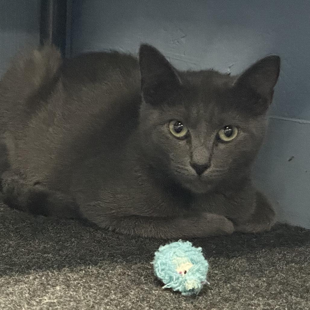 Enlarge Darry, a Adoptable Domestic Short Hair in Opelika, AL image 1/1