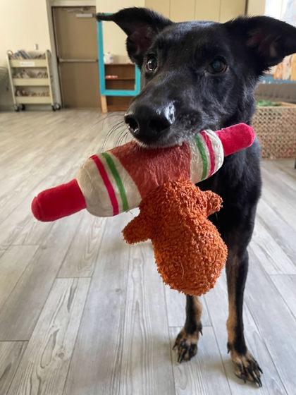 Enlarge Johnny, a Adoptable mixed breed in South Bend, IN image 1/3