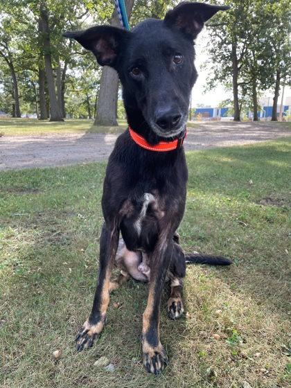 Enlarge Johnny, a Adoptable mixed breed in South Bend, IN image 2/3