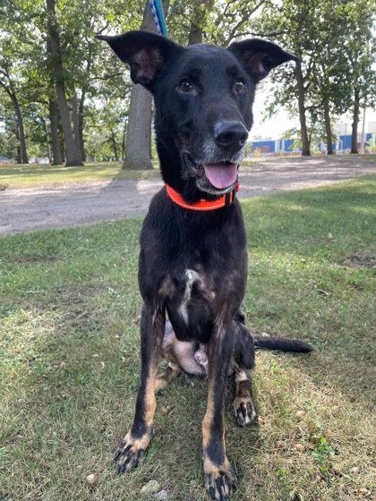 Enlarge Johnny, a Adoptable mixed breed in South Bend, IN image 3/3