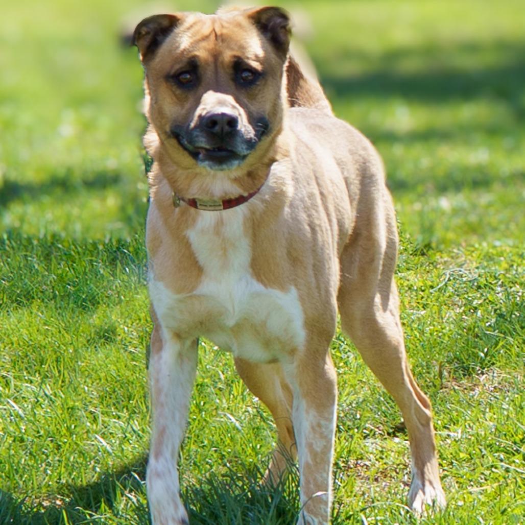 Teddy, a Adoptable Mixed Breed in Winston-Salem, NC image 1/3