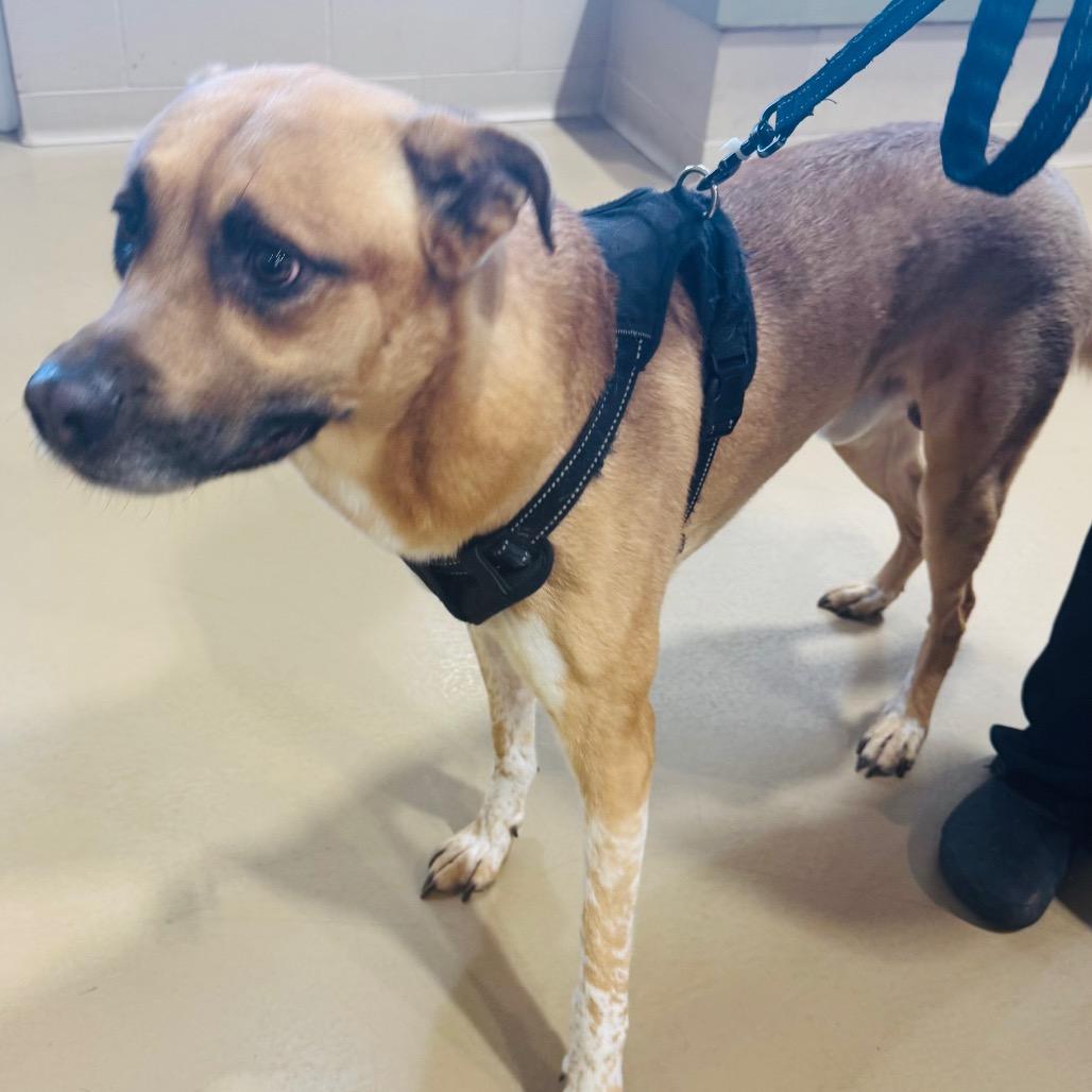 Teddy, a Adoptable Mixed Breed in Winston-Salem, NC image 2/3