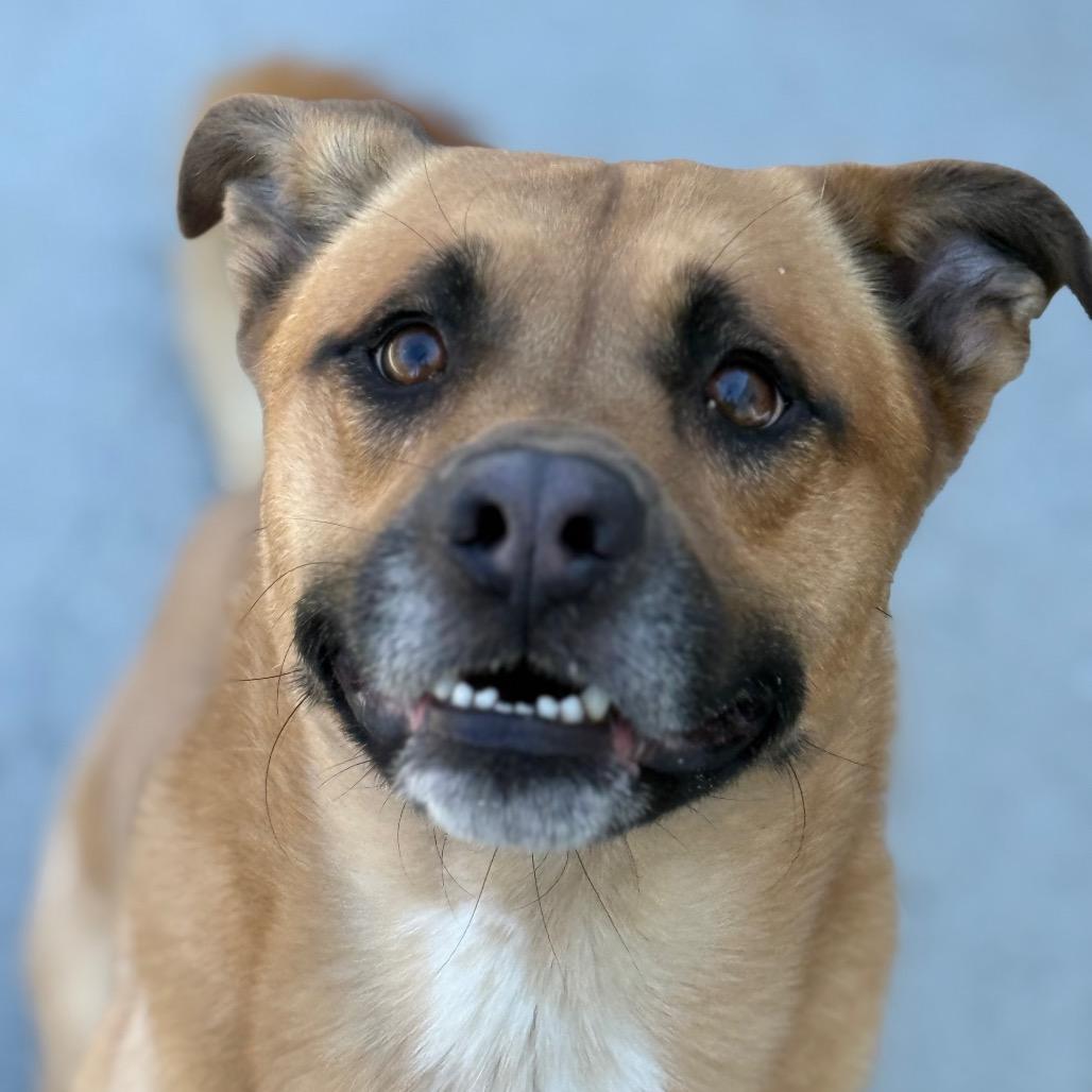 Teddy, a Adoptable Mixed Breed in Winston-Salem, NC image 3/3