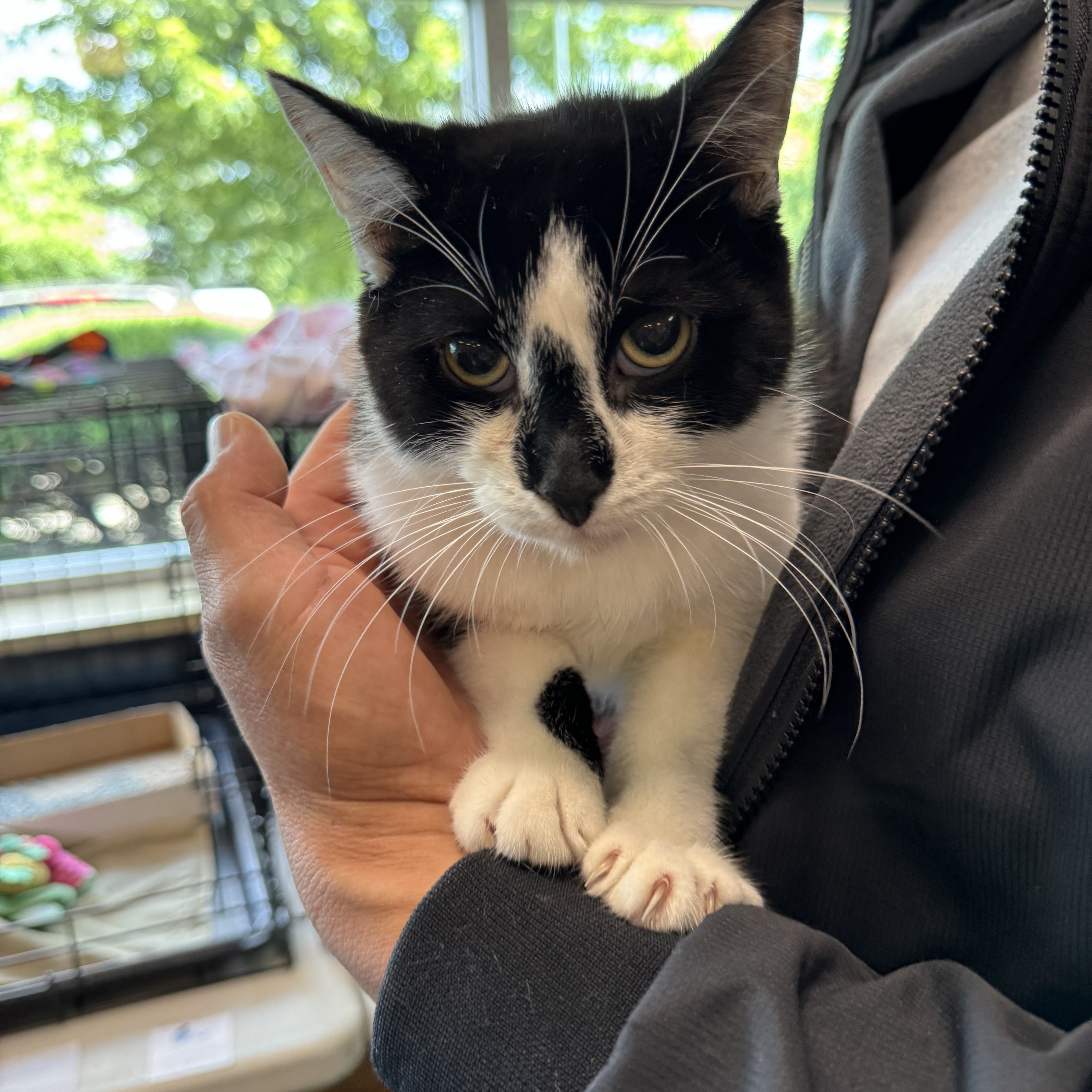 Coco, Young Female Domestic Short Hair
