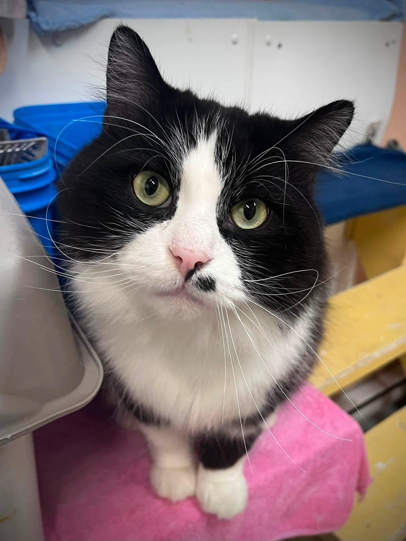 Arthur, Adopted, Adult Male Domestic Long Hair.