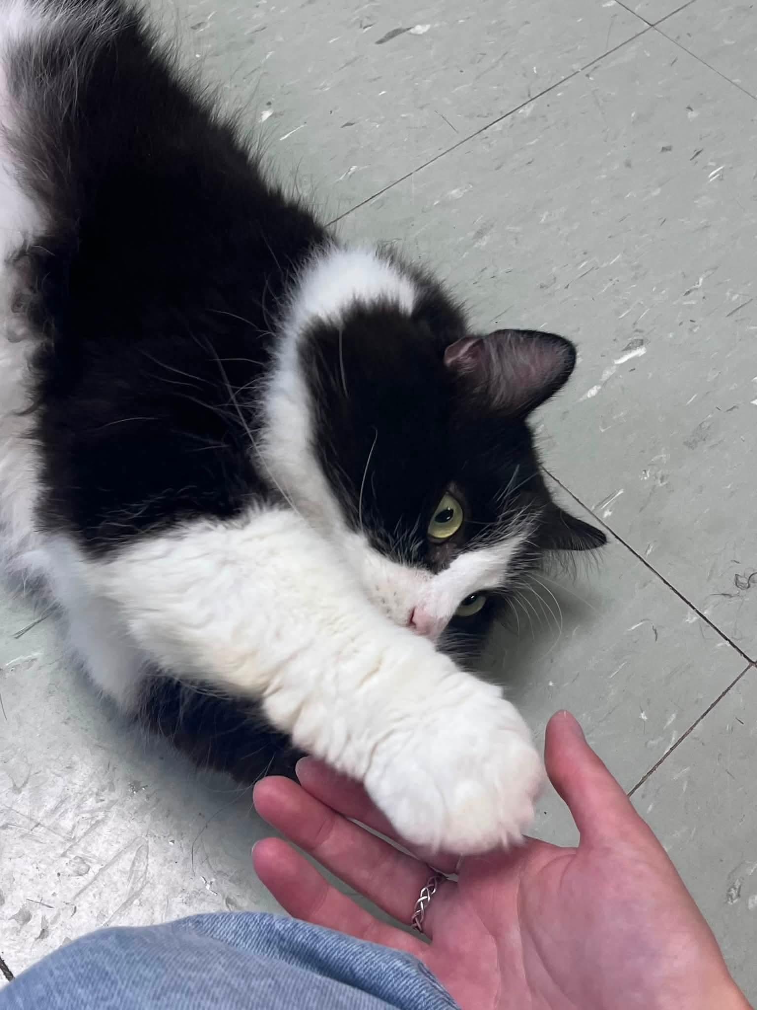 Enlarge Arthur, a Adopted Domestic Long Hair in Montreal, QC image 2/3