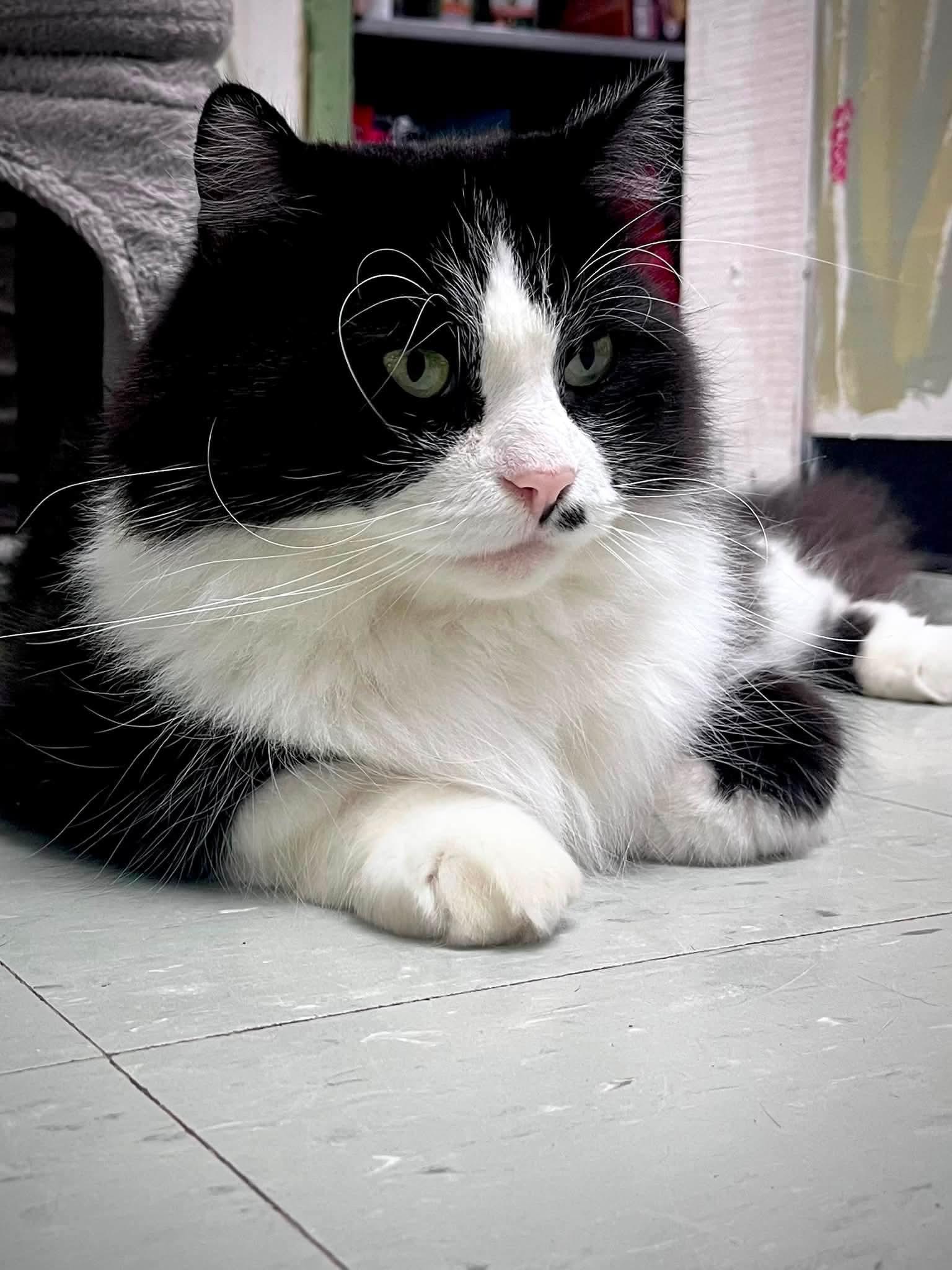 Enlarge Arthur, a Adopted Domestic Long Hair in Montreal, QC image 3/3