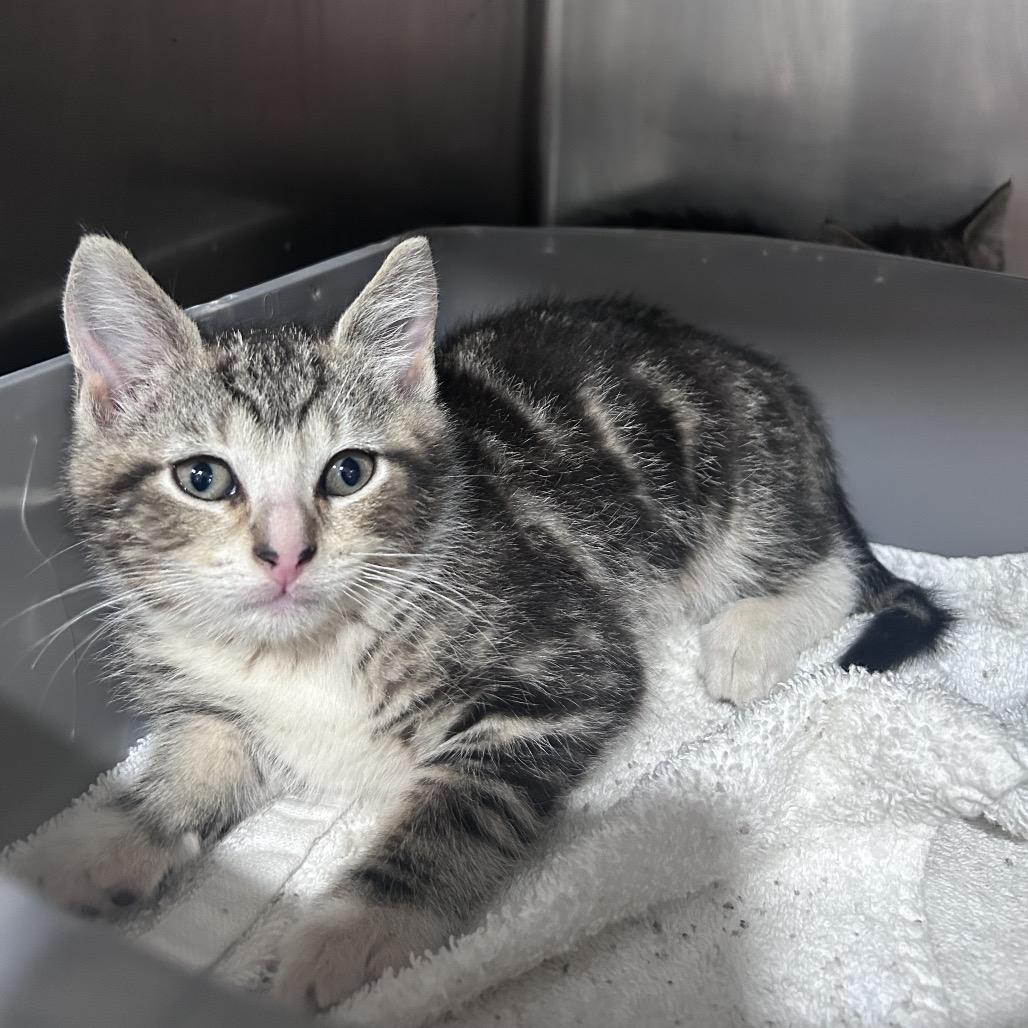 Enlarge Fire, a Adoptable Domestic Short Hair in Manheim, PA image 2/6