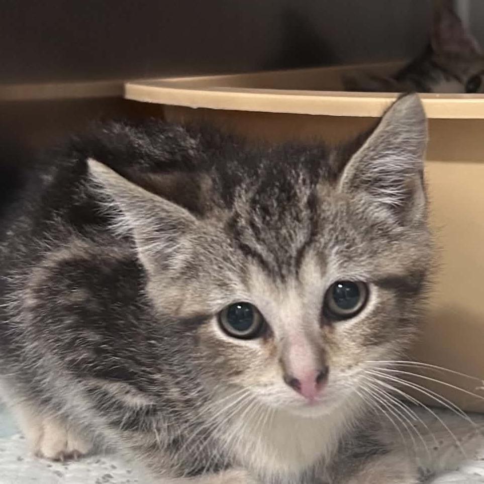 Enlarge Fire, a Adoptable Domestic Short Hair in Manheim, PA image 5/6