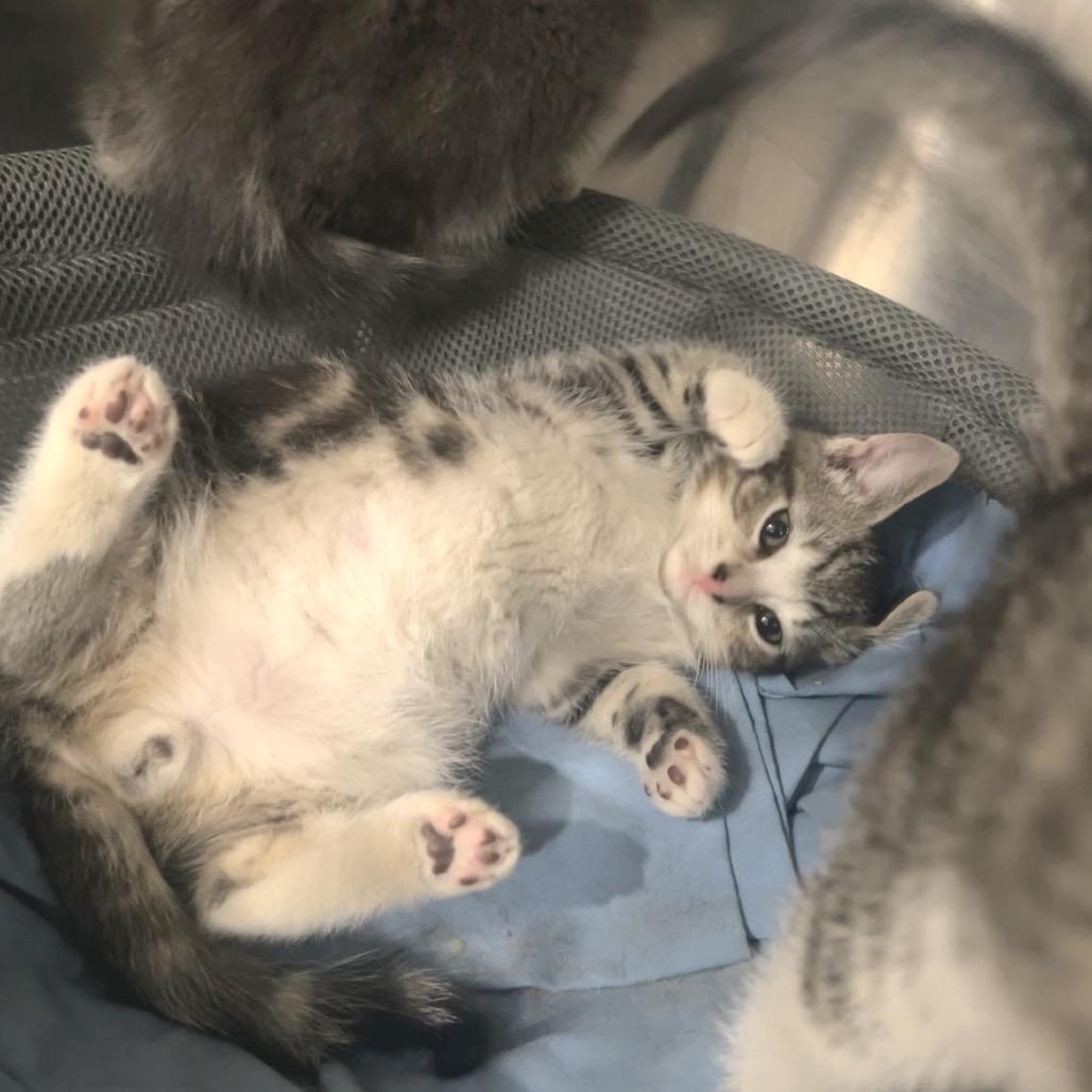 Enlarge Fire, a Adoptable Domestic Short Hair in Manheim, PA image 6/6