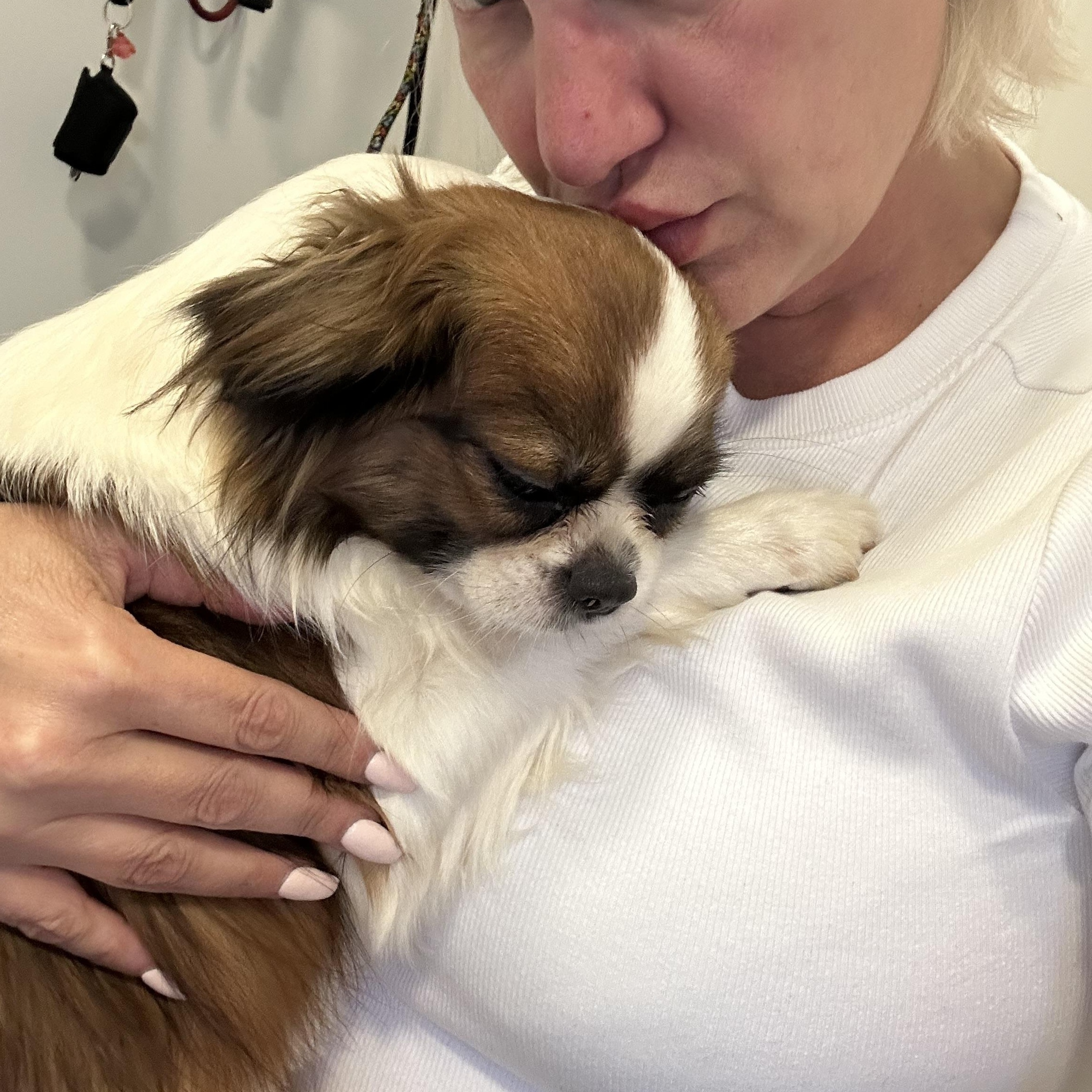 Enlarge DOTTIE, a Adopted Japanese Chin in Abbotsford, BC image 1/5