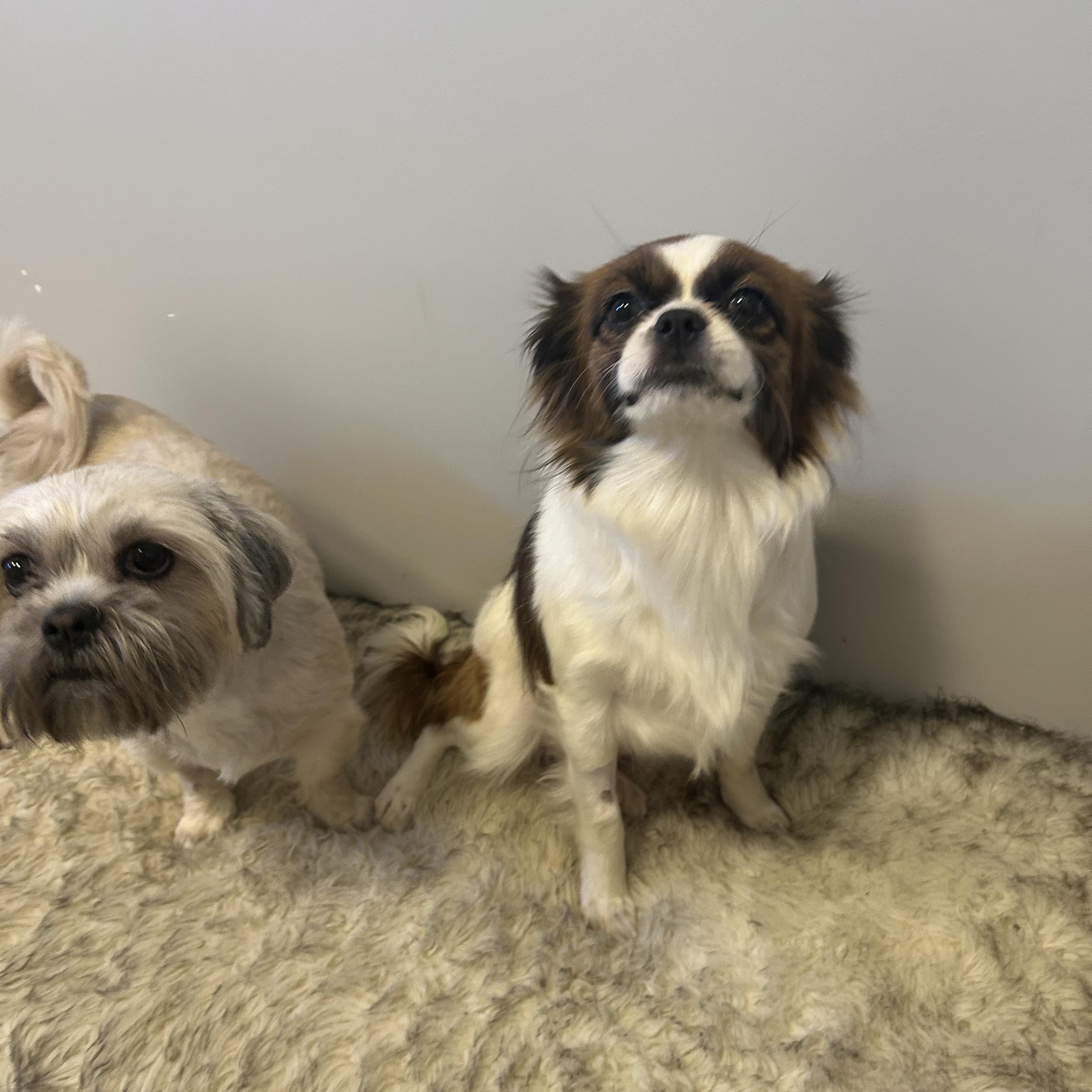 Enlarge DOTTIE, a Adopted Japanese Chin in Abbotsford, BC image 3/5