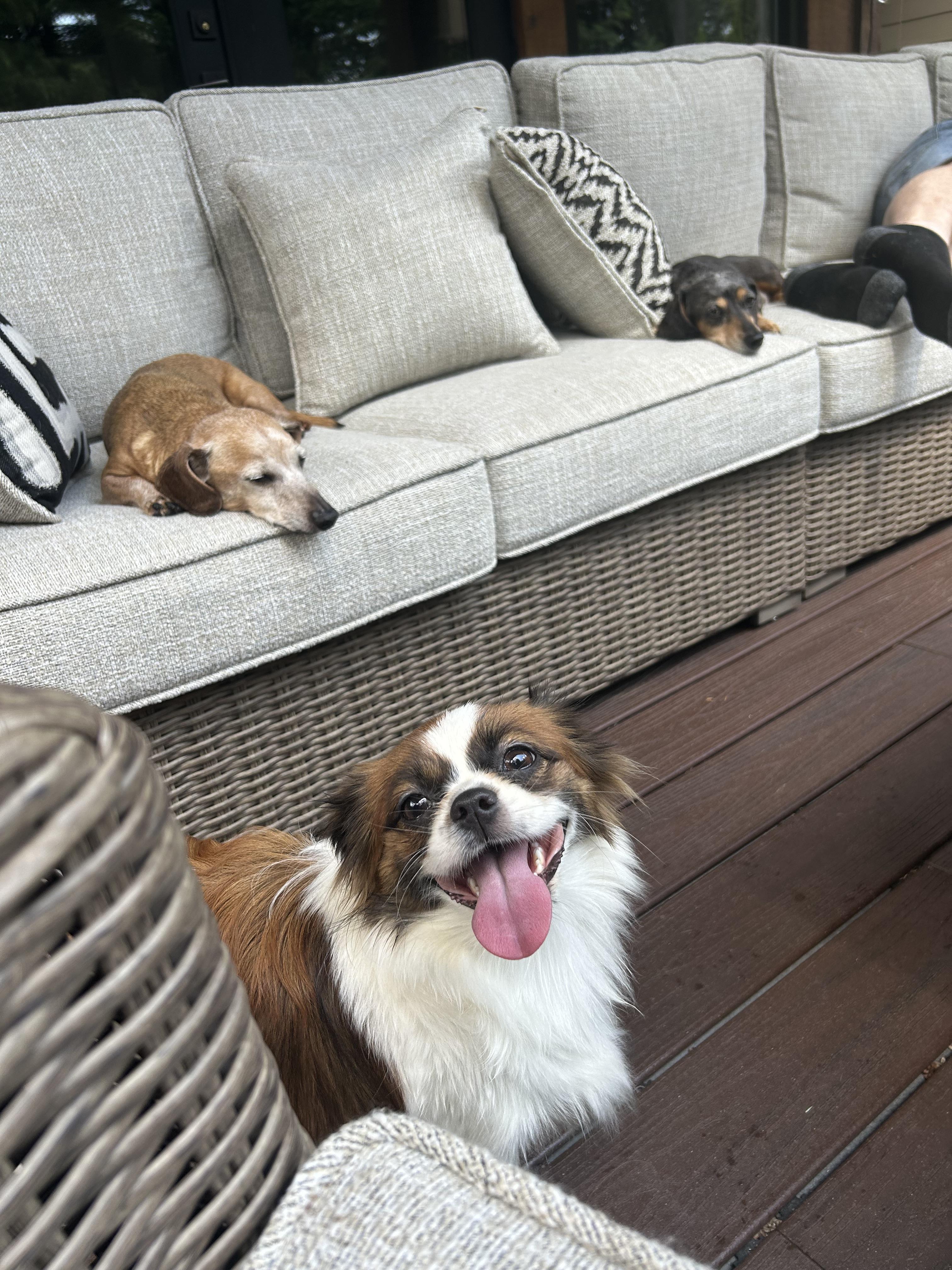 DOTTIE, Adopted, Young Female Japanese Chin.