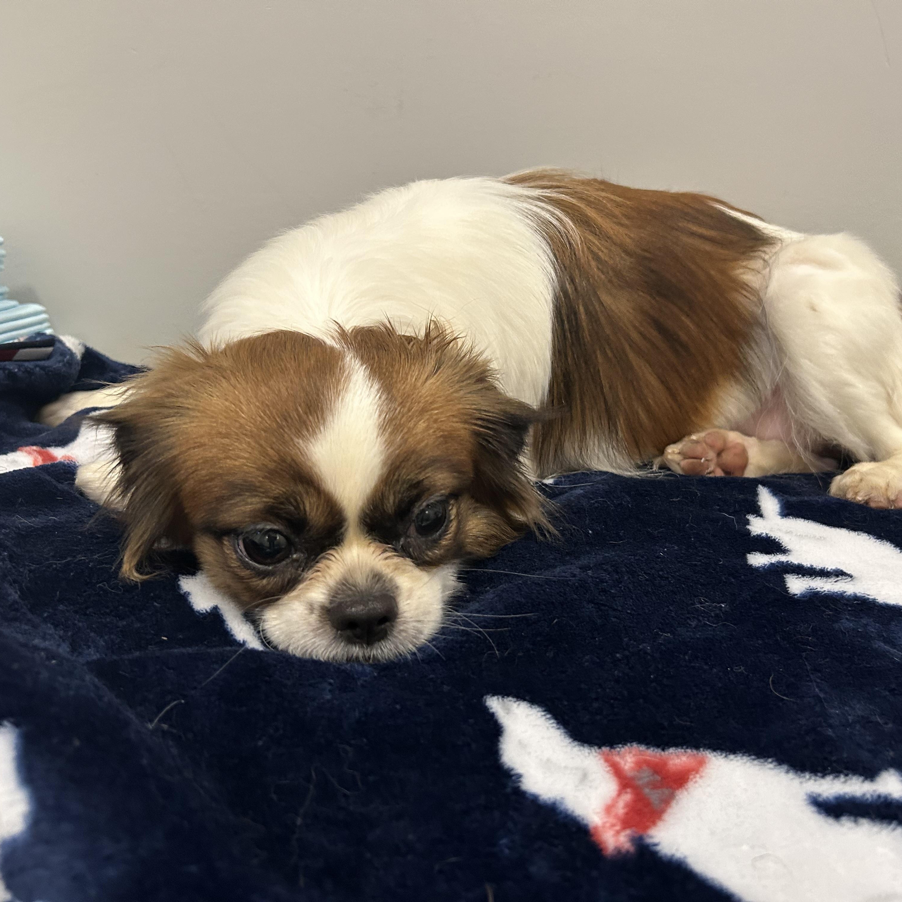 Enlarge DOTTIE, a Adopted Japanese Chin in Abbotsford, BC image 5/5