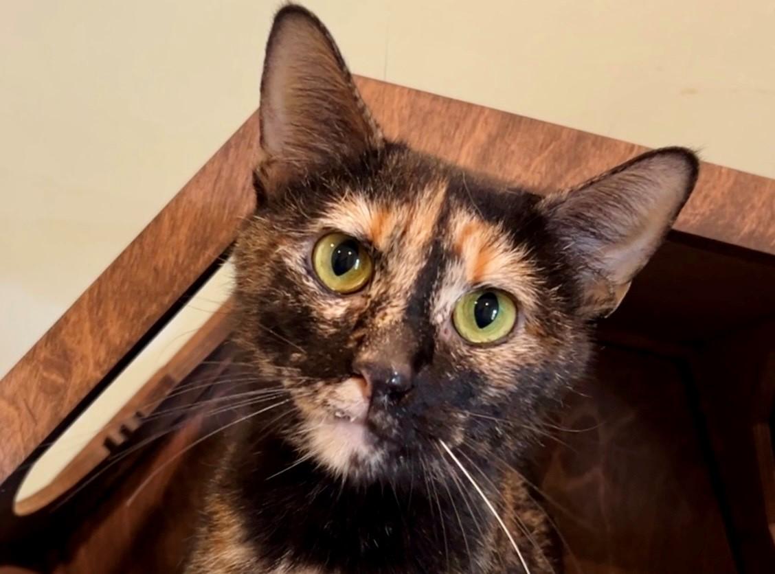 Emily, an adopted Domestic Short Hair in Nashville, TN image 1/5