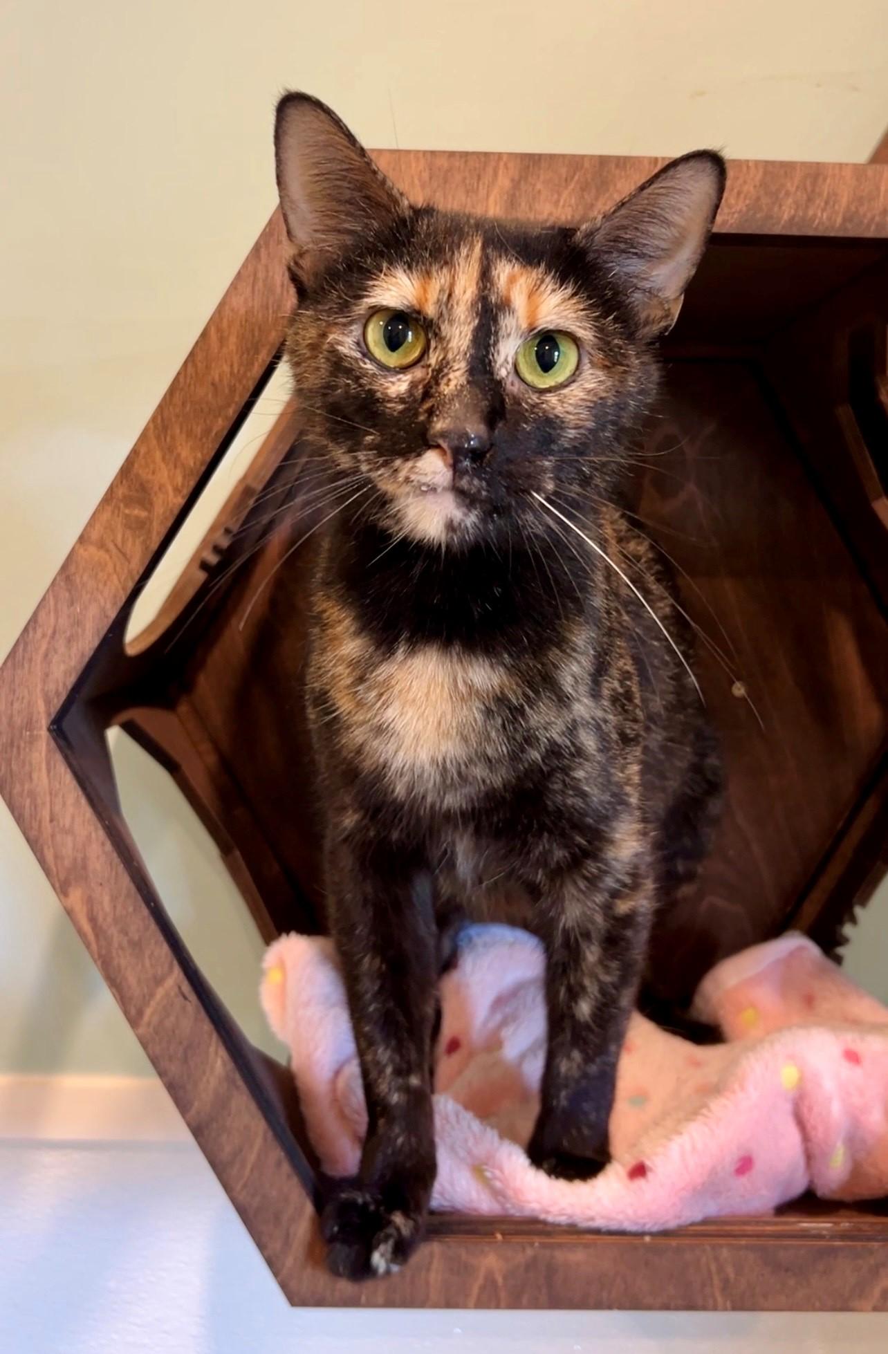 Emily, an adopted Domestic Short Hair in Nashville, TN image 4/5