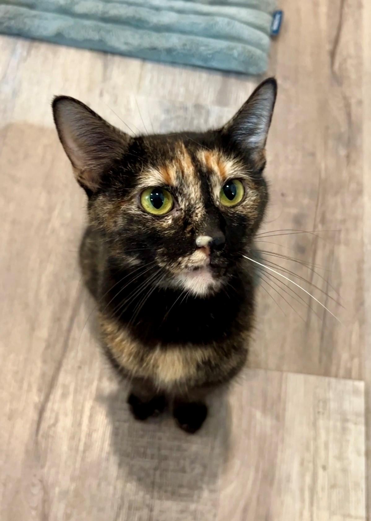 Emily, an adopted Domestic Short Hair in Nashville, TN image 3/5