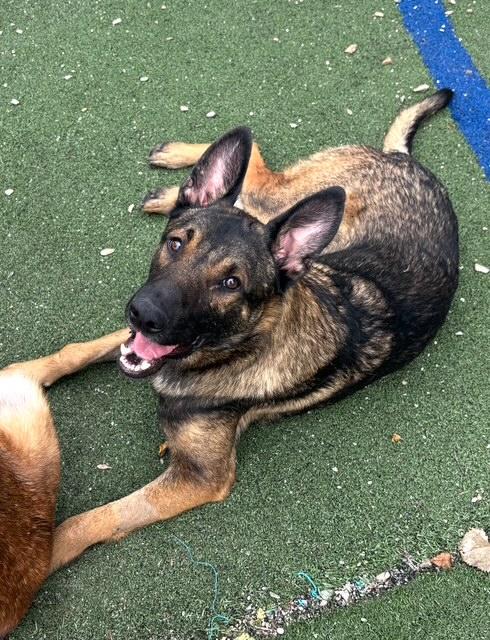 Sammie, a Adoptable Belgian Shepherd / Malinois in Far Rockaway, NY image 1/2