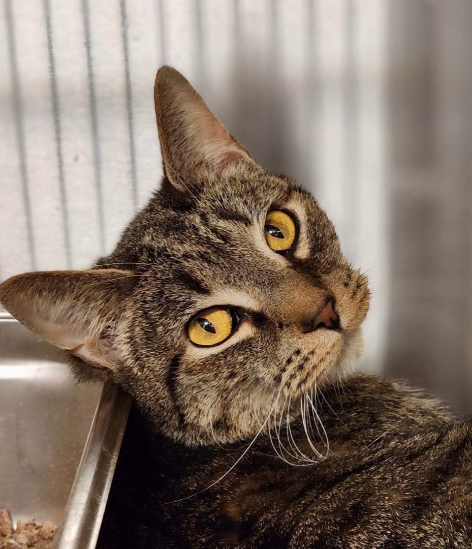 Jekyll, an adoptable Domestic Short Hair in Sterling, VA image 3/6