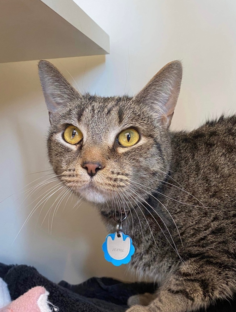 Jekyll, an adoptable Domestic Short Hair in Sterling, VA image 4/6