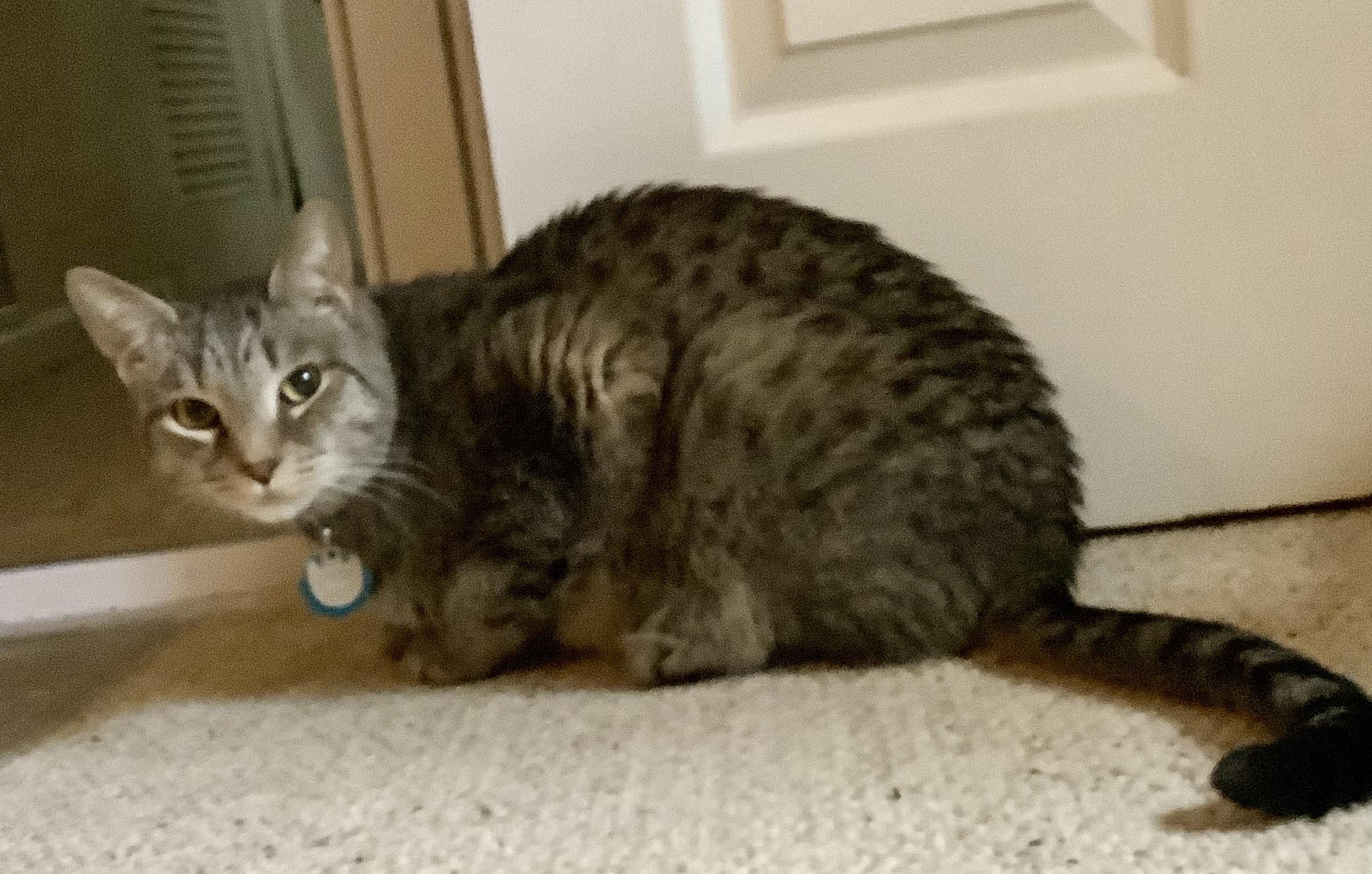 Jekyll, an adoptable Domestic Short Hair in Sterling, VA image 2/6