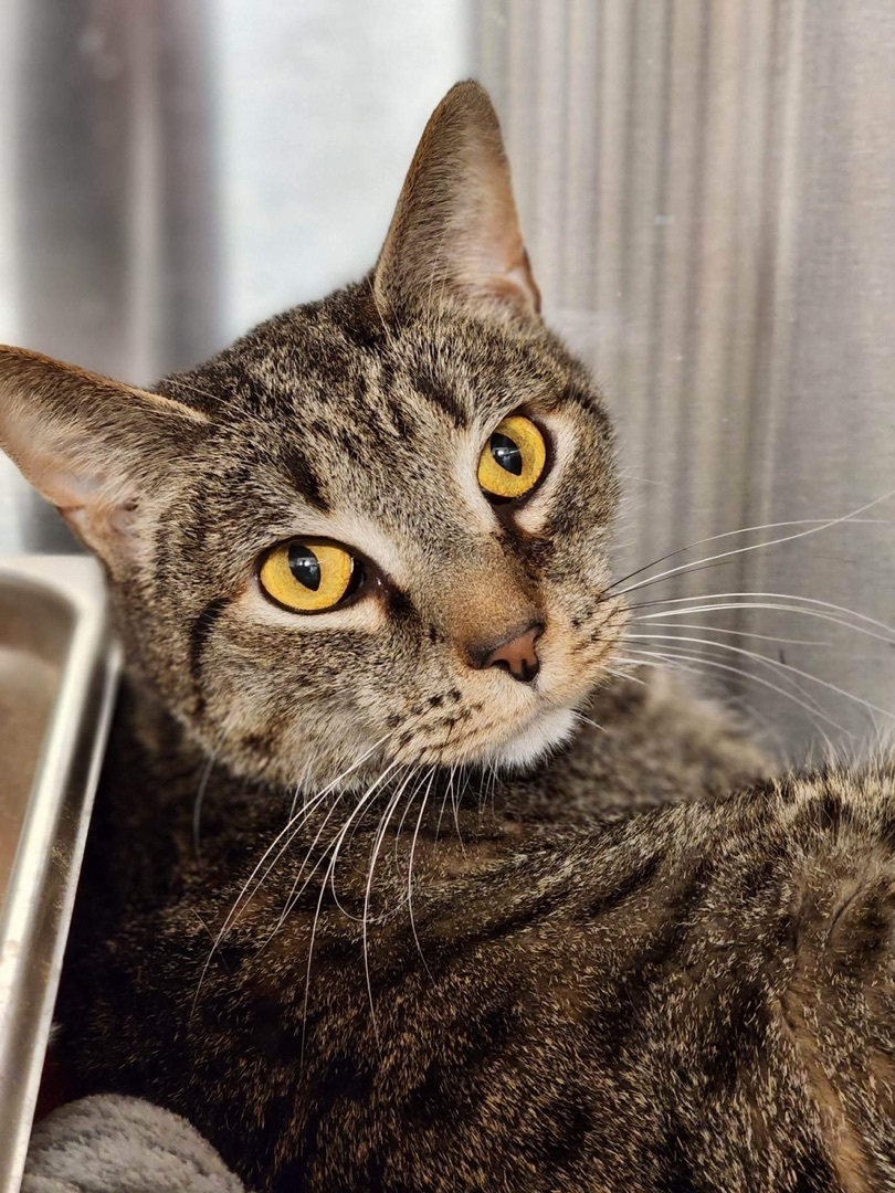 Jekyll, an adoptable Domestic Short Hair in Sterling, VA image 6/6