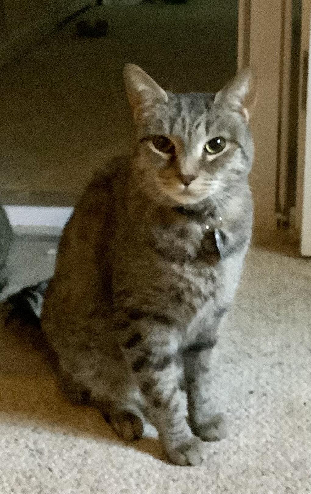 Jekyll, adoptable, Senior Male Domestic Short Hair.