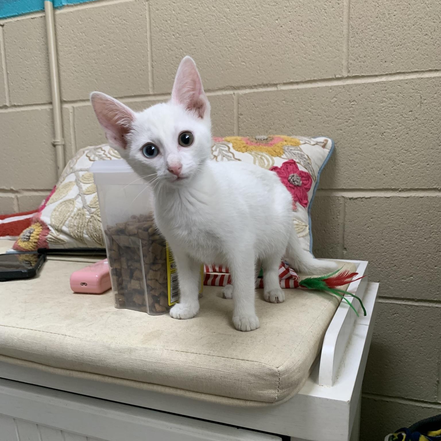 Enlarge JADE, a Adopted Domestic Short Hair in Wyandotte, MI image 1/3
