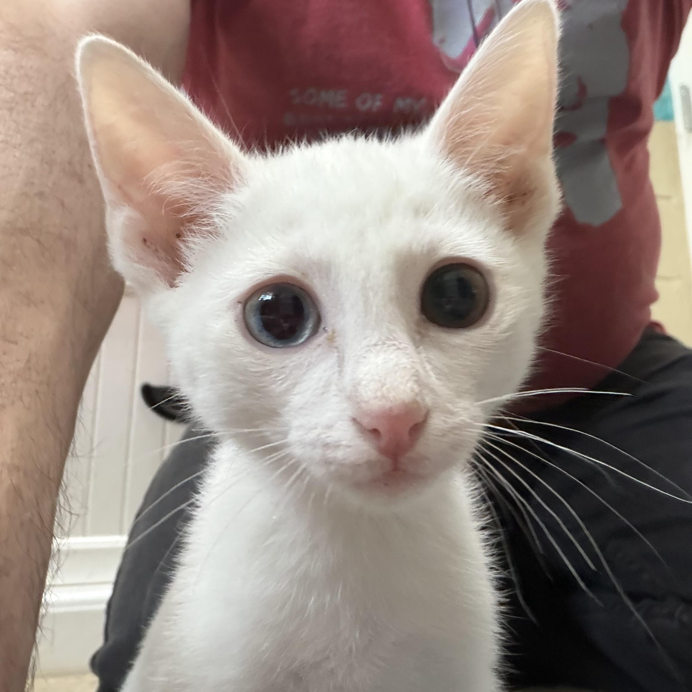 Enlarge JADE, a Adopted Domestic Short Hair in Wyandotte, MI image 3/3