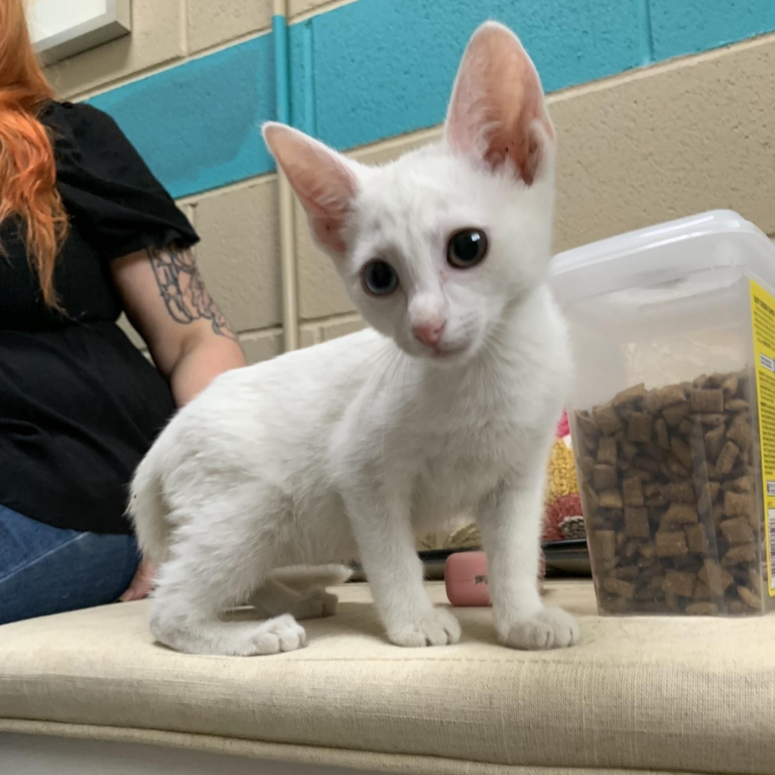Enlarge JADE, a Adopted Domestic Short Hair in Wyandotte, MI image 2/3