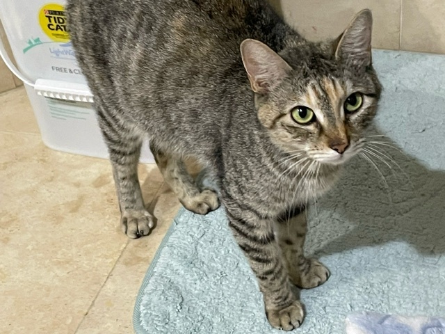 Kennedy, a Adoptable mixed breed in Houston, TX image 3/5