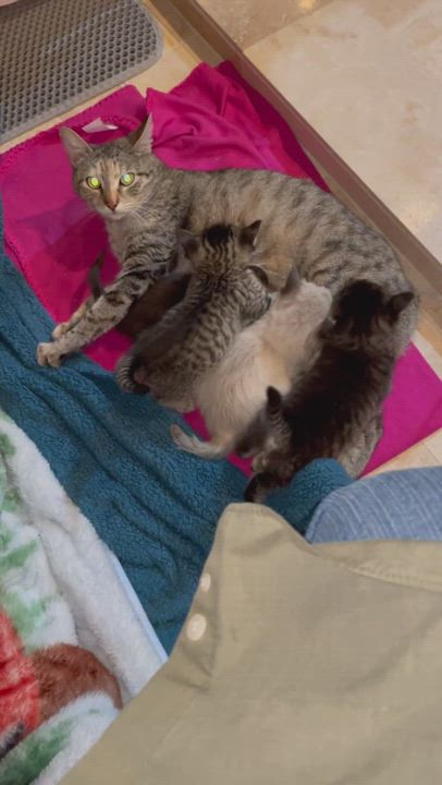 Enlarge Kennedy, a Adoptable mixed breed in Houston, TX video 5/5